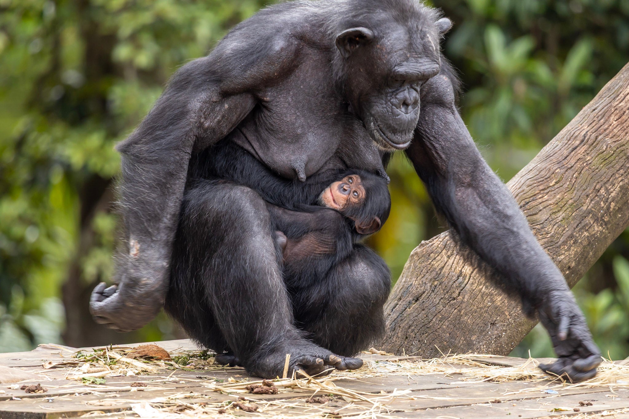 Nome do novo bebê chimpanzé do Zoo São Paulo será Pepito 1
