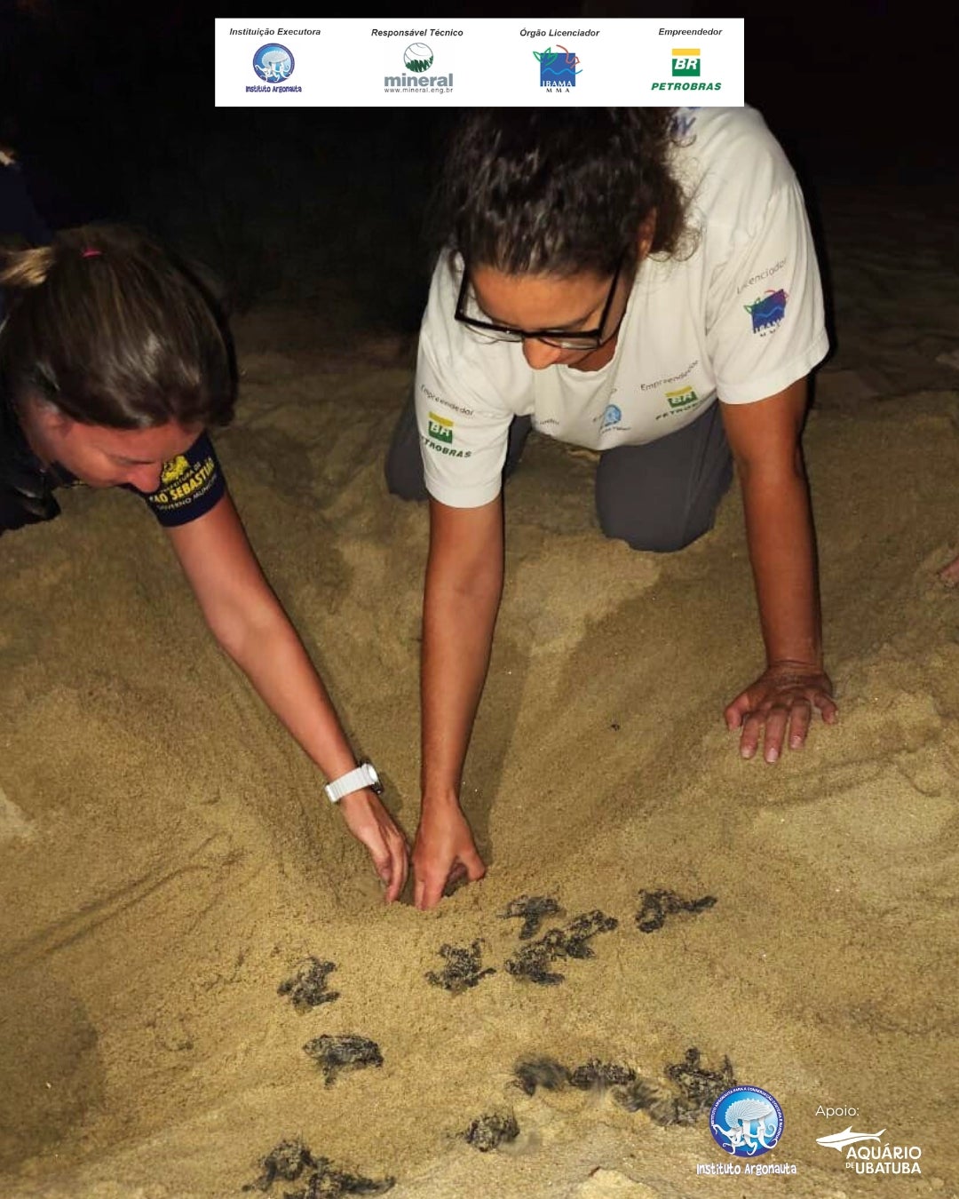 Nascimento de 86 filhotes de tartaruga-marinha mobiliza Instituto Argonauta na Praia do Paúba, em São Sebastião 2 Nascimento de 86 filhotes de tartaruga-marinha mobiliza Instituto Argonauta na Praia do Paúba, em São Sebastião 1