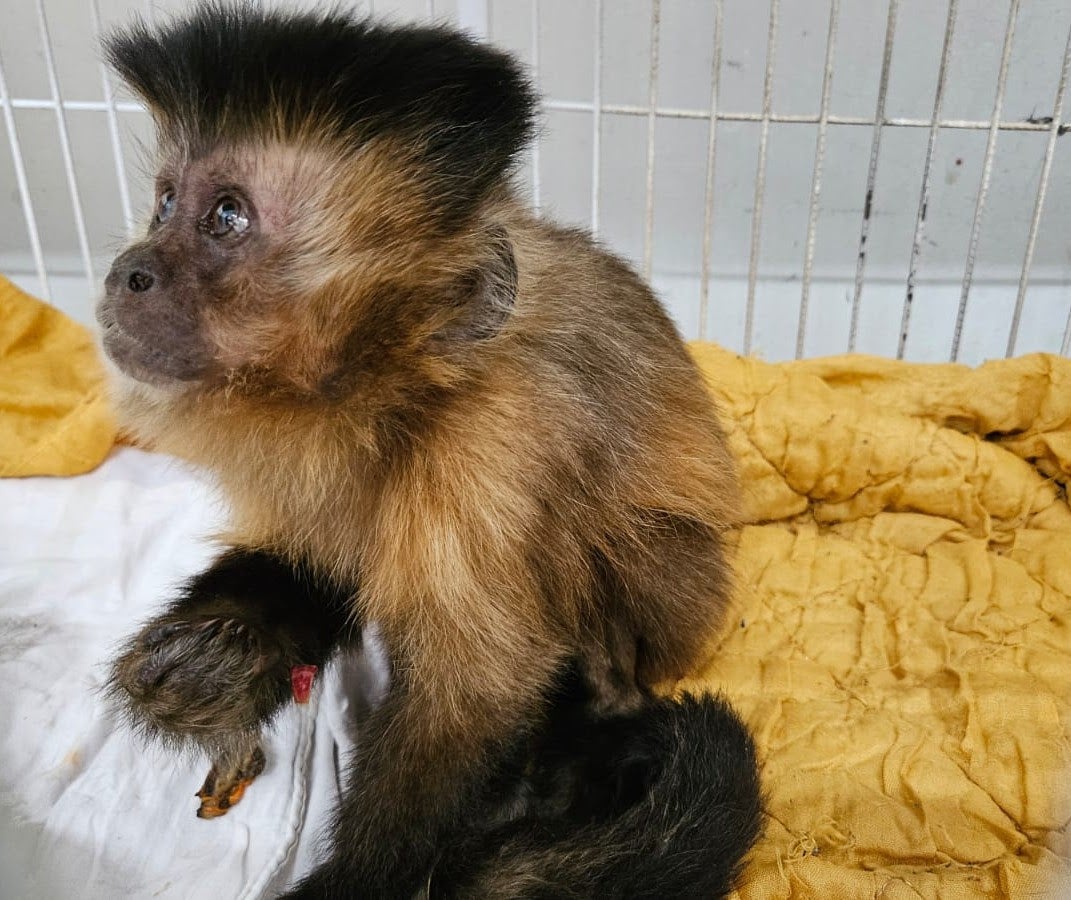 Macaca diagnosticada com diabetes em hospital veterinário de MG acende alerta nacional sobre alimentação de animais silvestres 2 Macaca diagnosticada com diabetes em hospital veterinário de MG acende alerta nacional sobre alimentação de animais silvestres 1