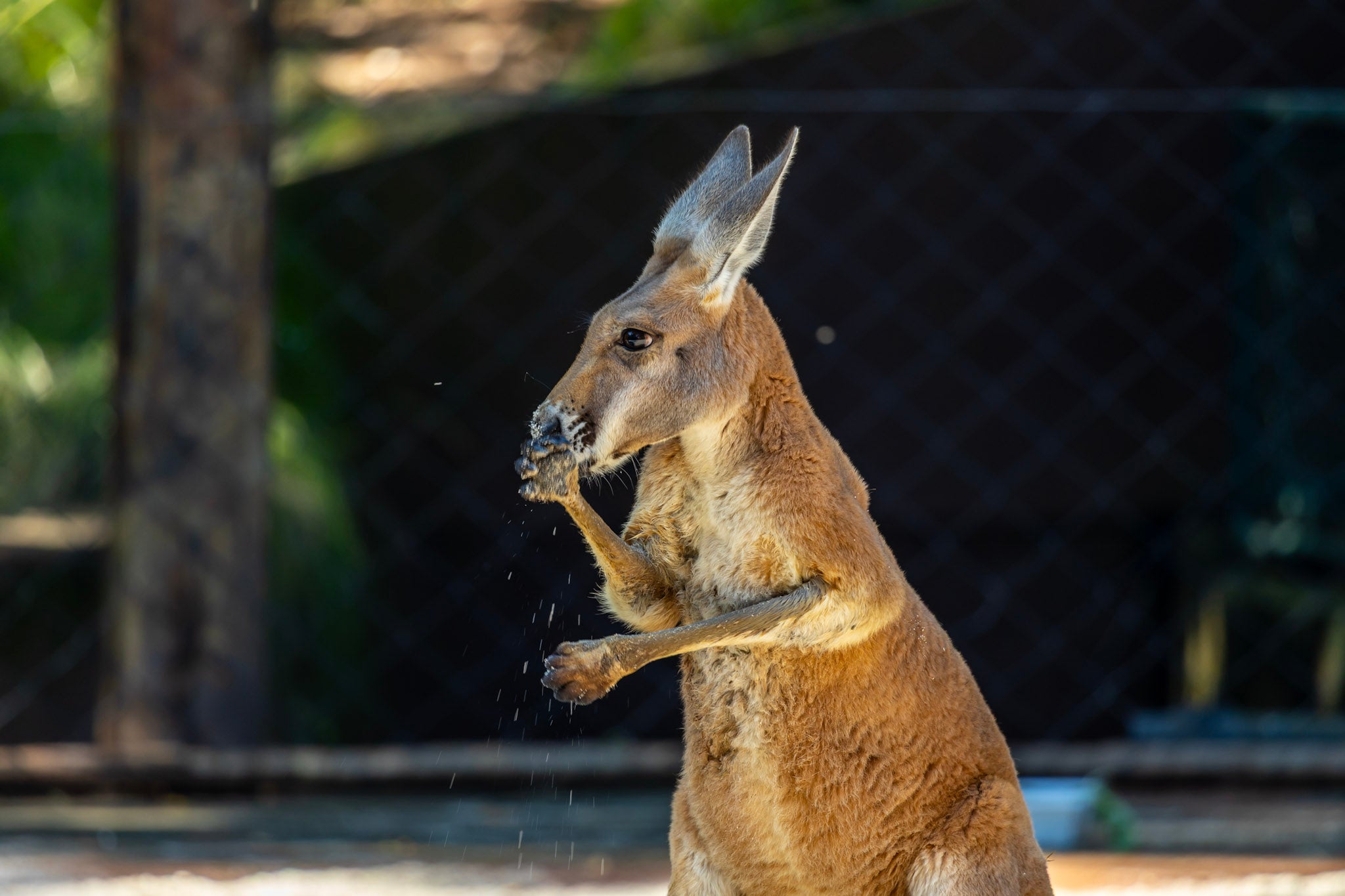 Zoológico de São Paulo ganha cangurus-vermelhos no mês em que completa 68 anos 1