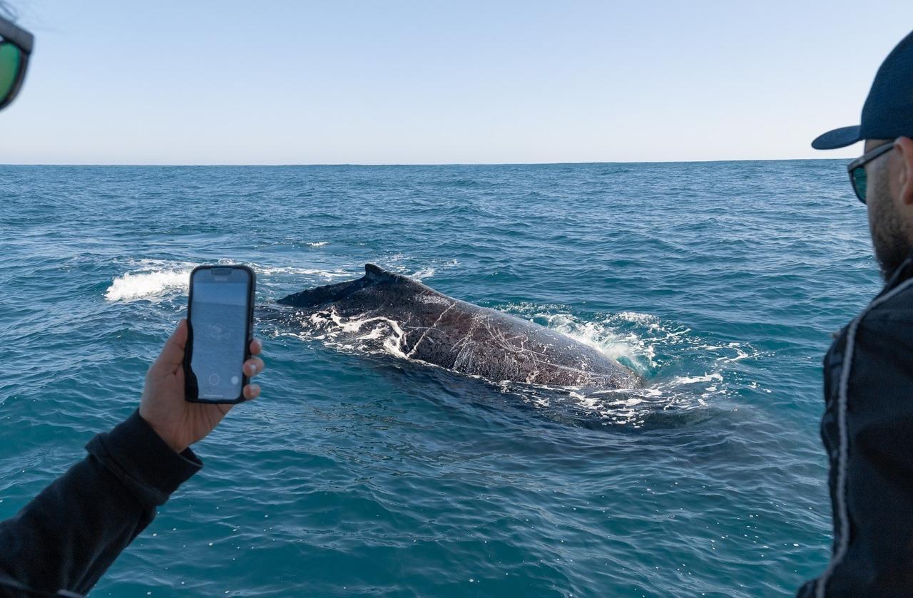 São Sebastião é finalista em premiação internacional com projeto de avistamento de baleias 1