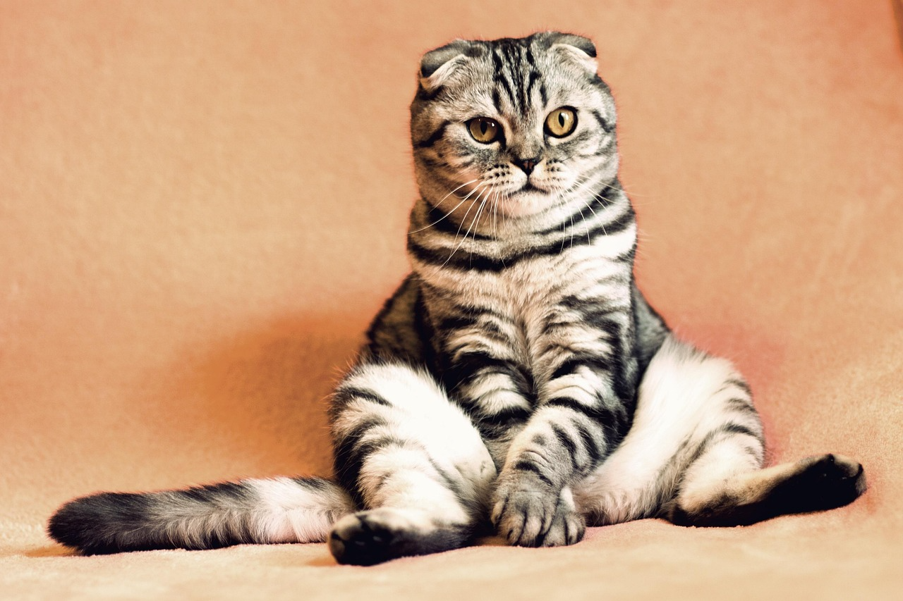Os gatos conquistaram a sociedade superando as crendices 2 Os gatos conquistaram a sociedade superando as crendices 1