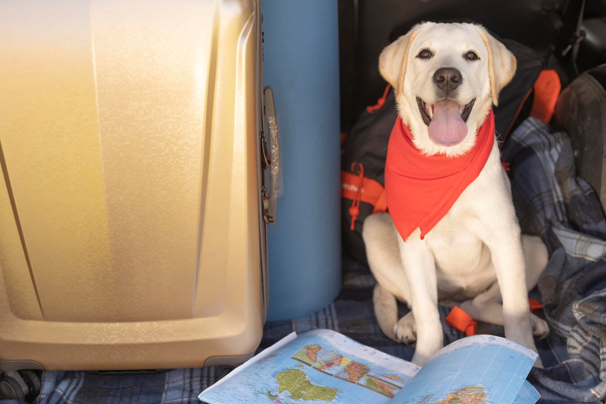 Saiba como a desinformação pode comprometer viagens com pets em um setor que registra crescimento acelerado 1