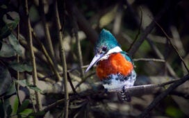 birdwatching na Serra Catarinense