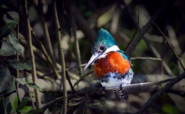 birdwatching na Serra Catarinense