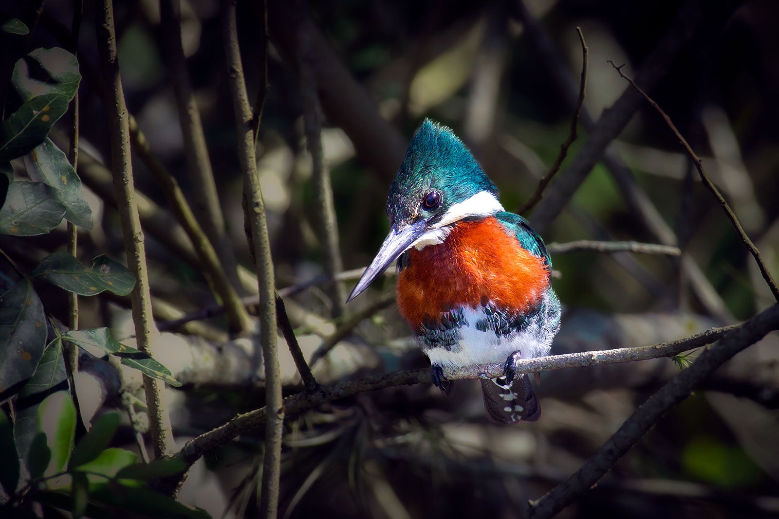 birdwatching na Serra Catarinense