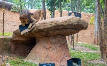 aniversário do Simba Safari