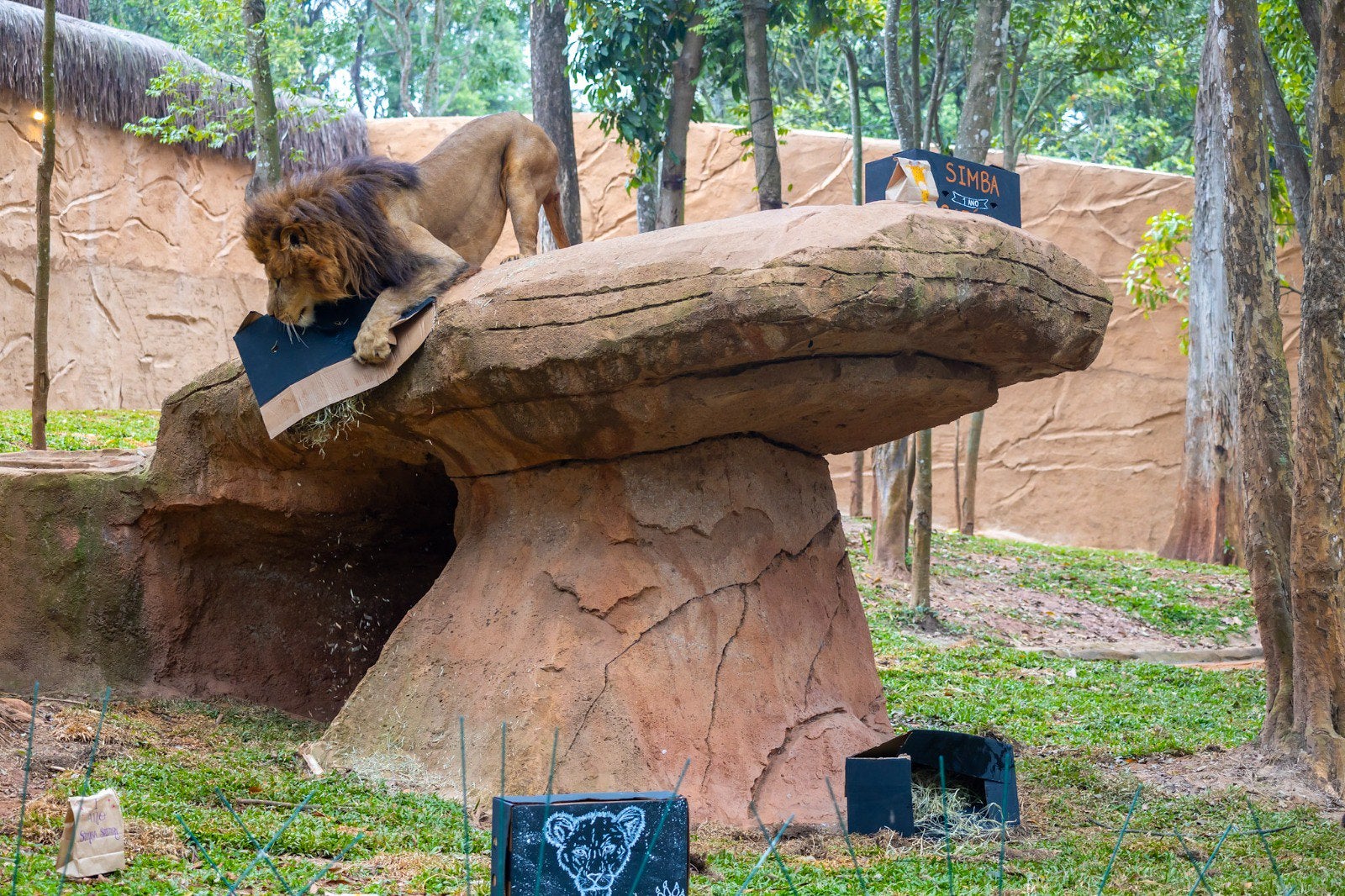 aniversário do Simba Safari