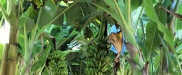 Produção de frutas avança na Zona da Mata 4