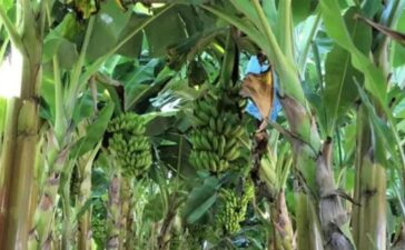 Produção de frutas avança na Zona da Mata 6 Produção de frutas avança na Zona da Mata 5