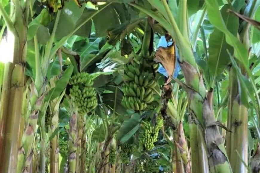 Produção de frutas avança na Zona da Mata 1