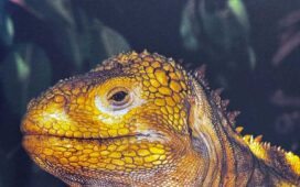 Iguana durante viagem às Ilhas Galápagos, no Equador