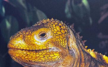 Iguana durante viagem às Ilhas Galápagos, no Equador
