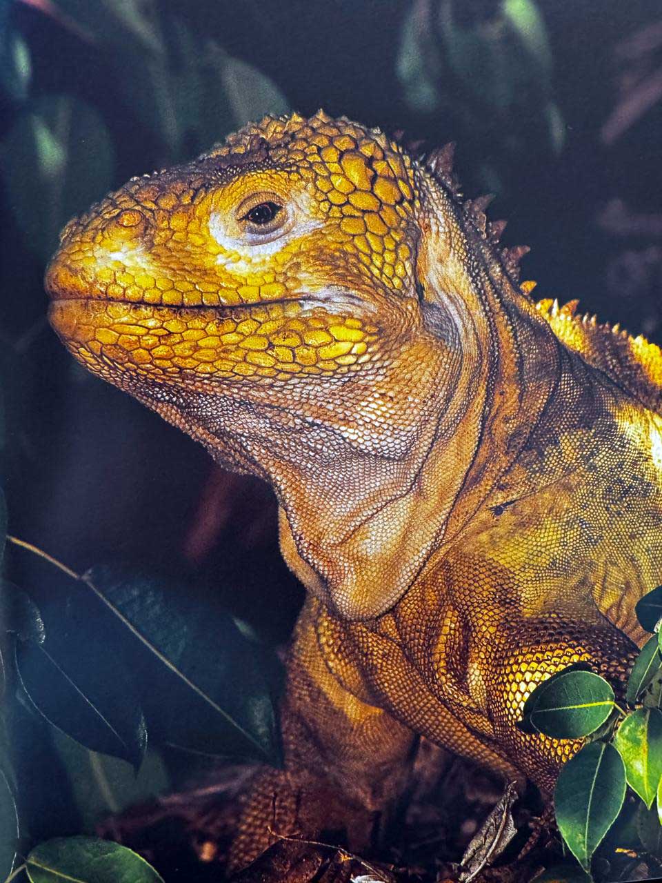 Iguana durante viagem às Ilhas Galápagos, no Equador
