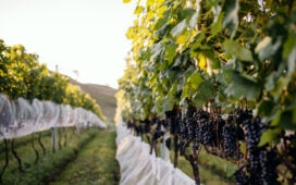 Cachos de uvas em vinhedo ligado ao enoturismo na Serra Catarinense