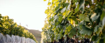 Cachos de uvas em vinhedo ligado ao enoturismo na Serra Catarinense