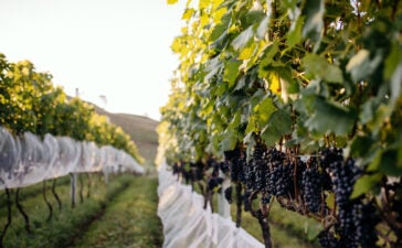 Cachos de uvas em vinhedo ligado ao enoturismo na Serra Catarinense