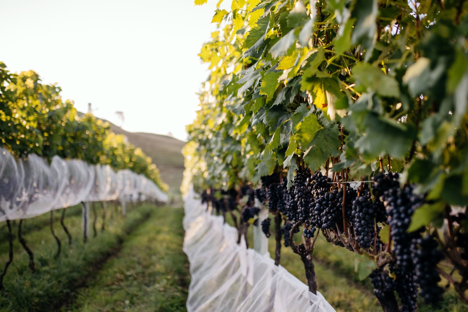 Cachos de uvas em vinhedo ligado ao enoturismo na Serra Catarinense