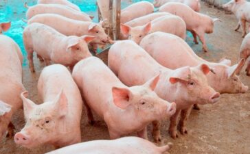 Preço do suíno cai 32% em Minas